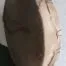 Edelhert drum