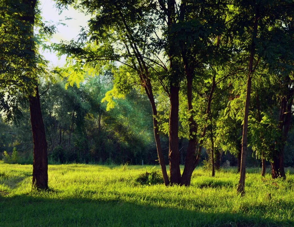 natuur bos