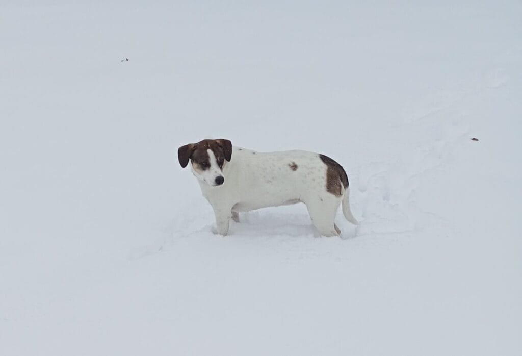 Xylla, een wit met bruine hond, staat in de sneeuw